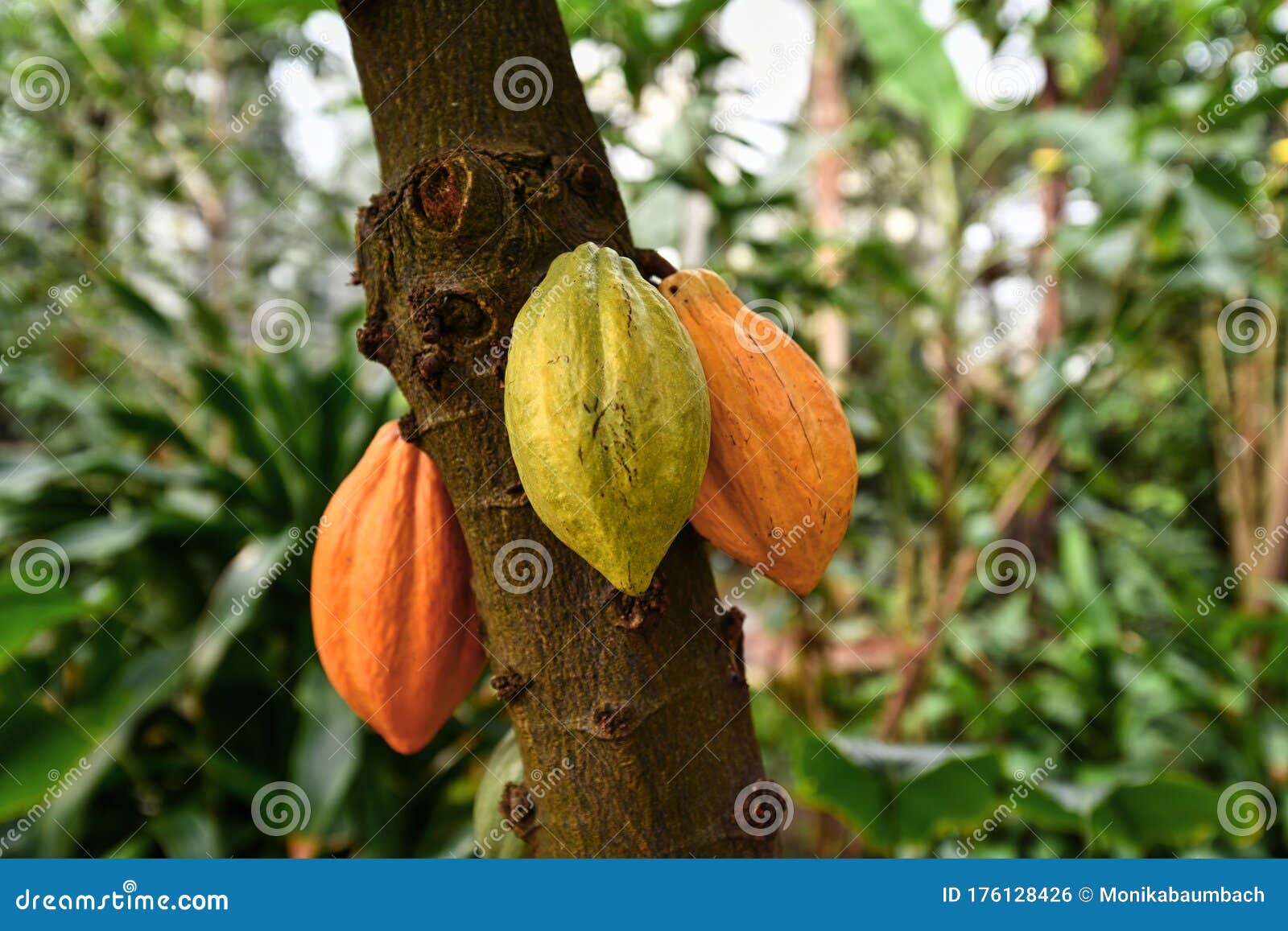 theobroma cacao` cocoa plant tree with huge yellow and green cocoa