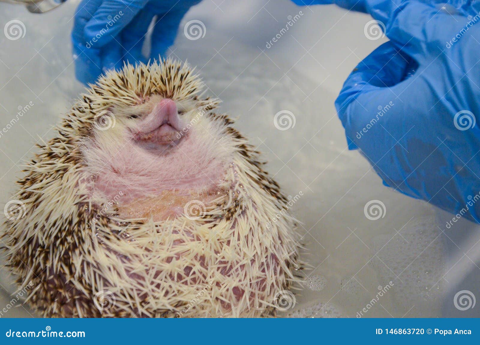 therapeutic bath for a shy and morbidly obese, curled up african male hedgehog at the vet