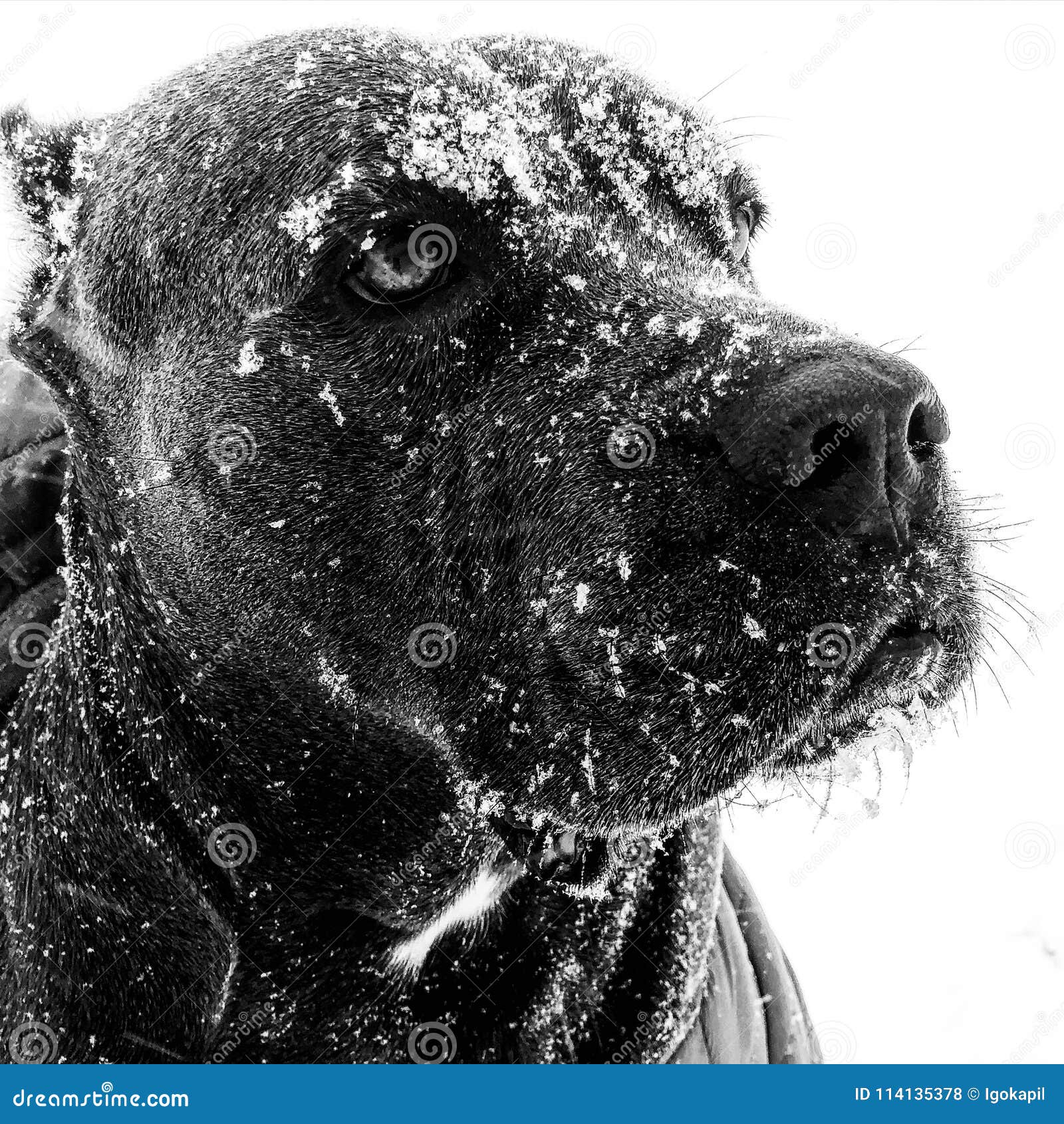 Cane Corso Italian Mastiff Winter Snow Eyes Stock Photo