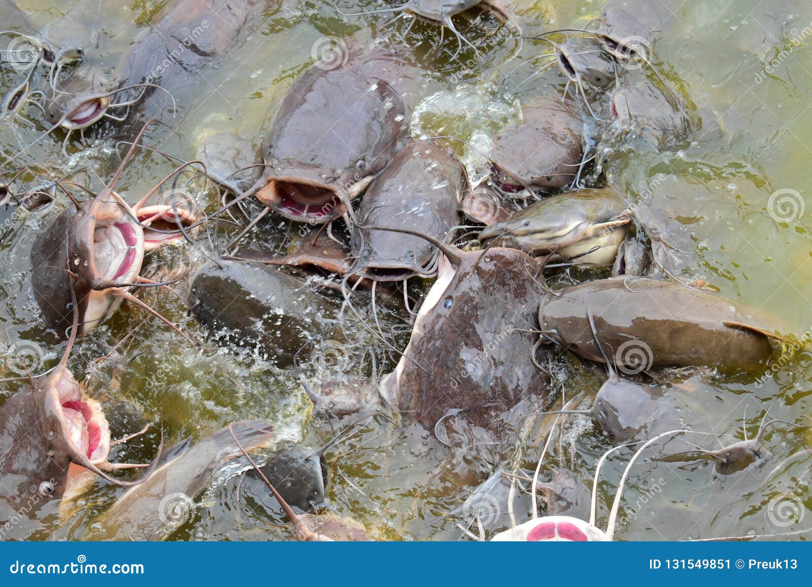Thai catfish stock image. Image of water, nature, asia 131549851