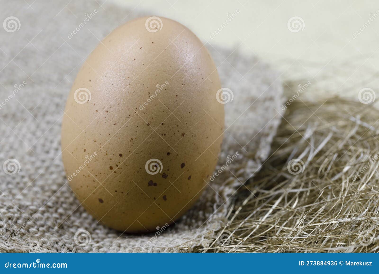 There is an Egg in an Artificially Arranged Nest Stock Photo Image of