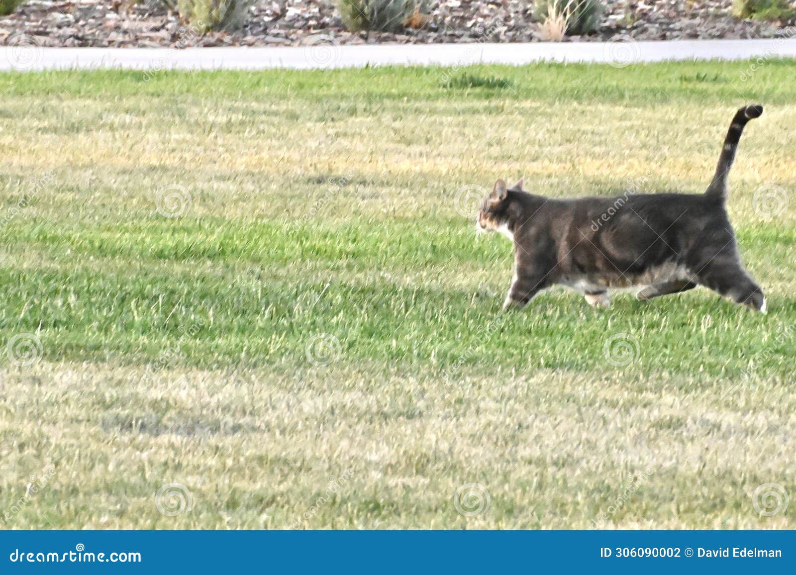 domestic shorthair or moggie cat 16