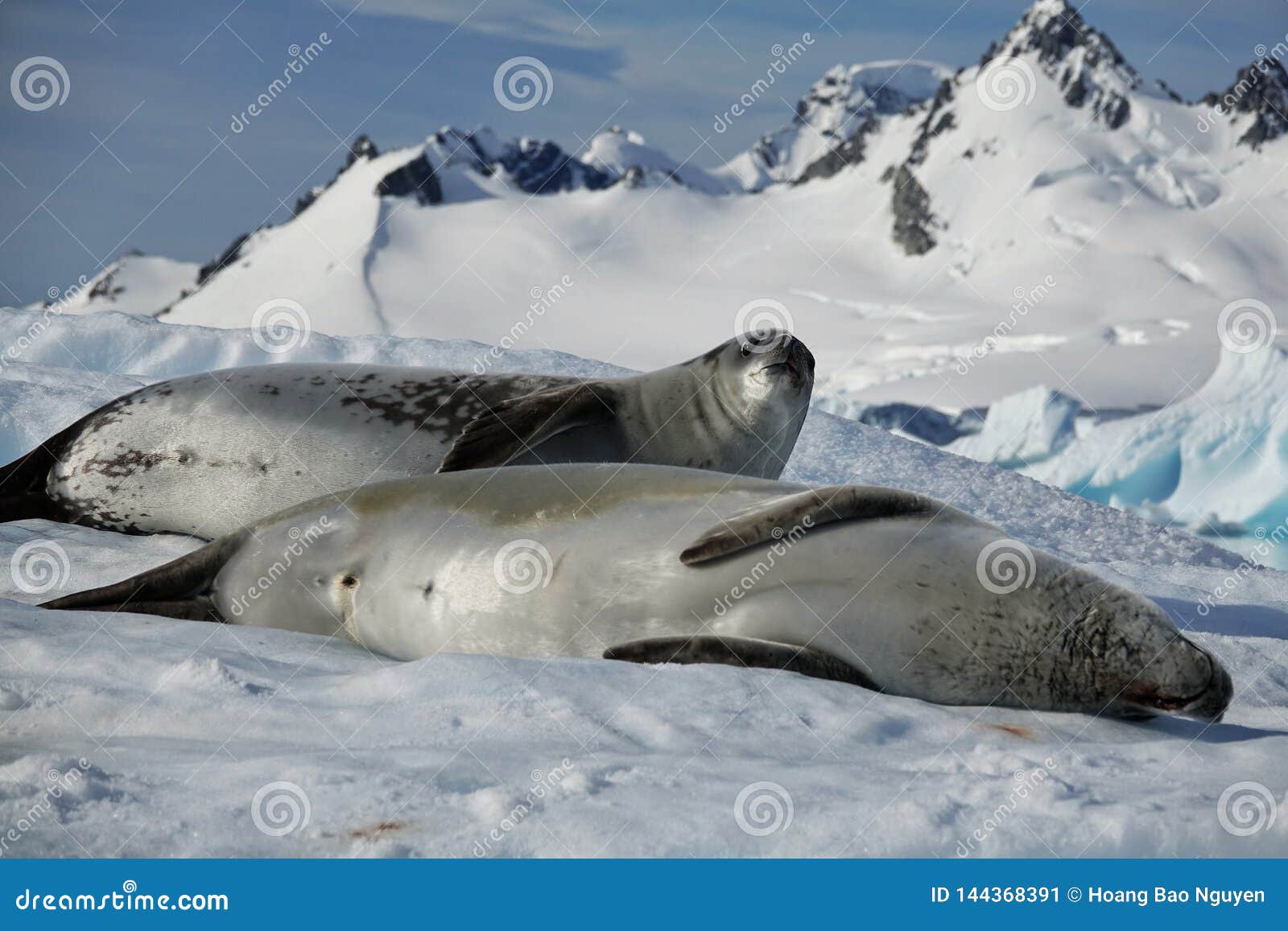 The Amazing Animals of Antarctica Stock Image - Image of areas, mountains:  144368391