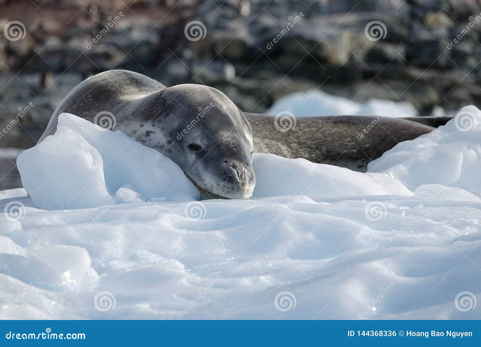 The Amazing Animals of Antarctica Stock Photo - Image of mountains,  landscapes: 144368336