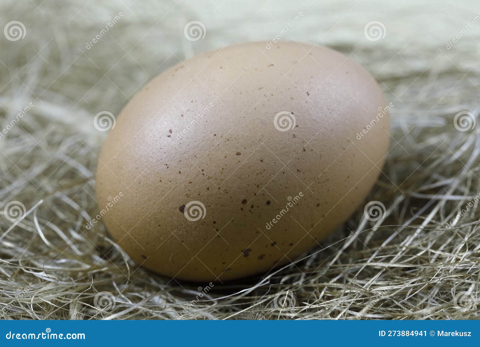 There is One Egg in an Artificial Nest Stock Image Image of poultry