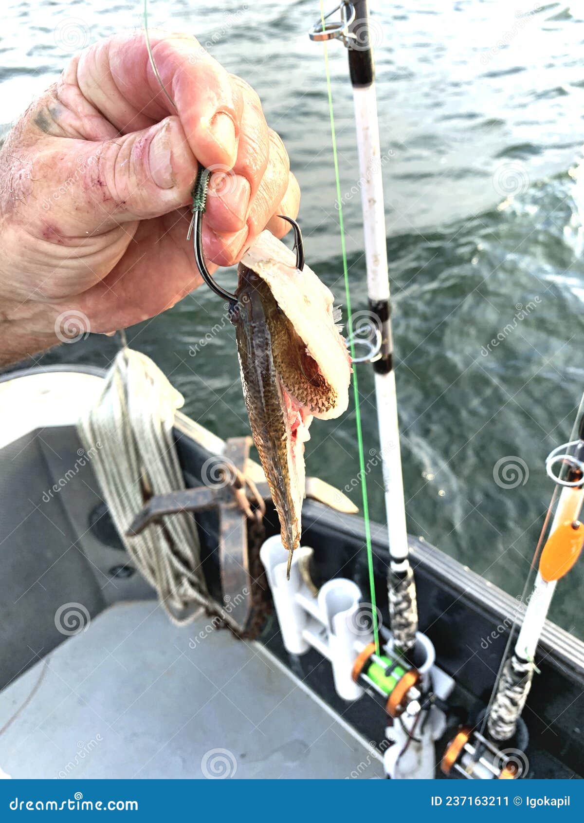 Bait Fishing Catfish Piece of Sunfish on Hook Stock Image - Image of  active, bait: 237163211