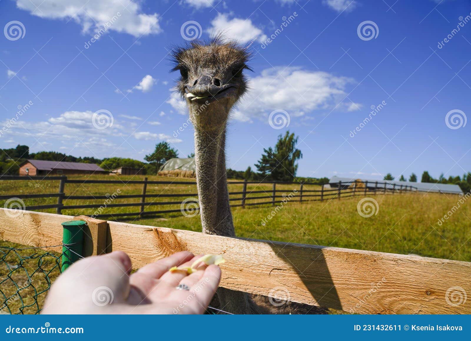 There is an Ostrich on an Ostrich Farm. they are Funny Animals with Long Eyelashes and Expressive Eyes Stock Image - Image of feathers, animal: 231432611 There is an Ostrich on an Ostrich Farm. they are Funny Animals with Long Eyelashes and Expressive Eyes Stock Image - Image of feathers, animal: 231432611