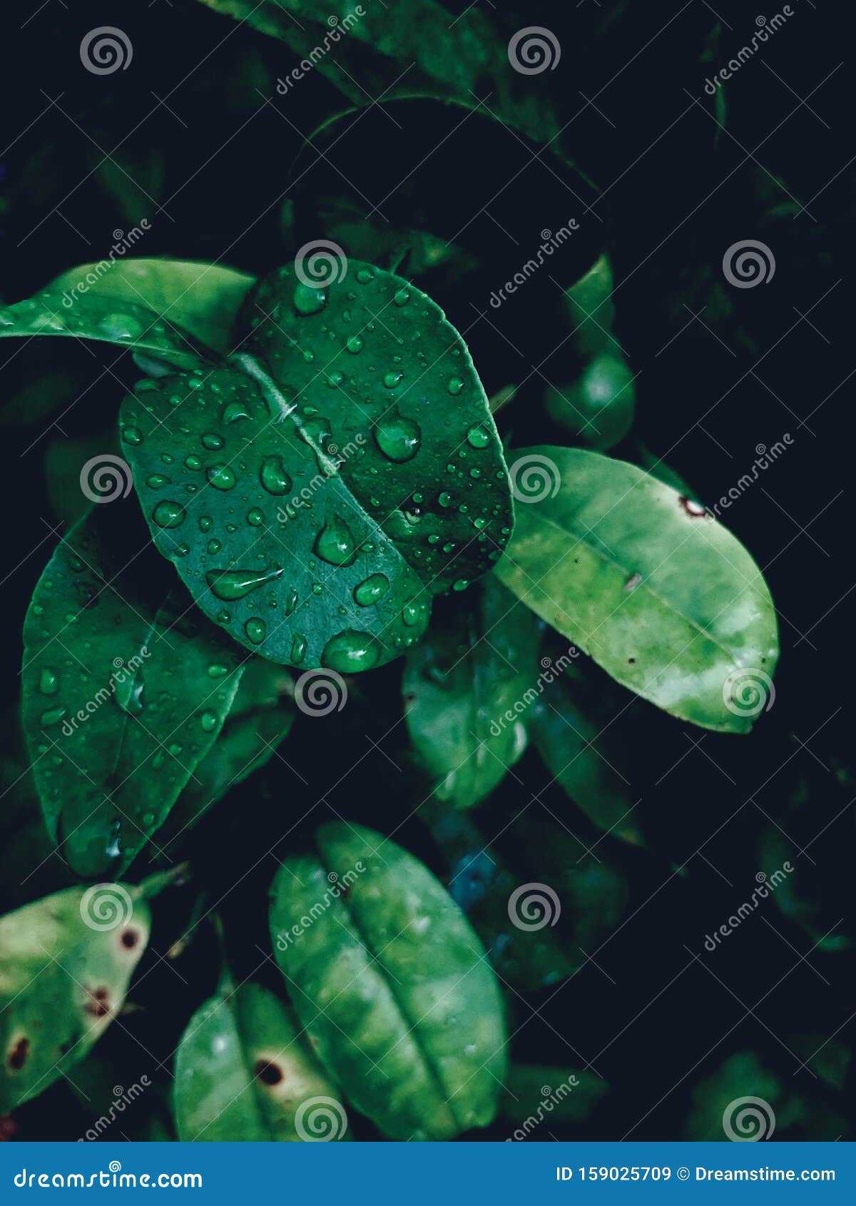 water drops after a rainny day