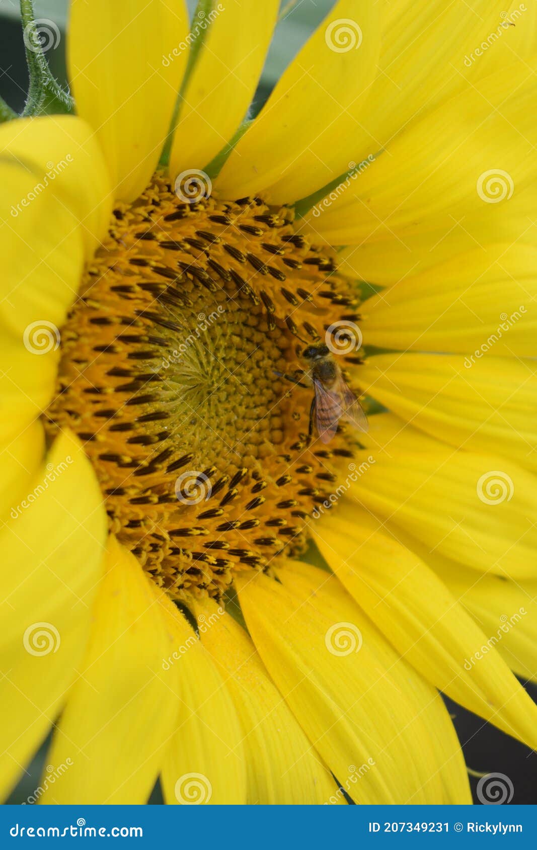 helianthus, single huge sunflower