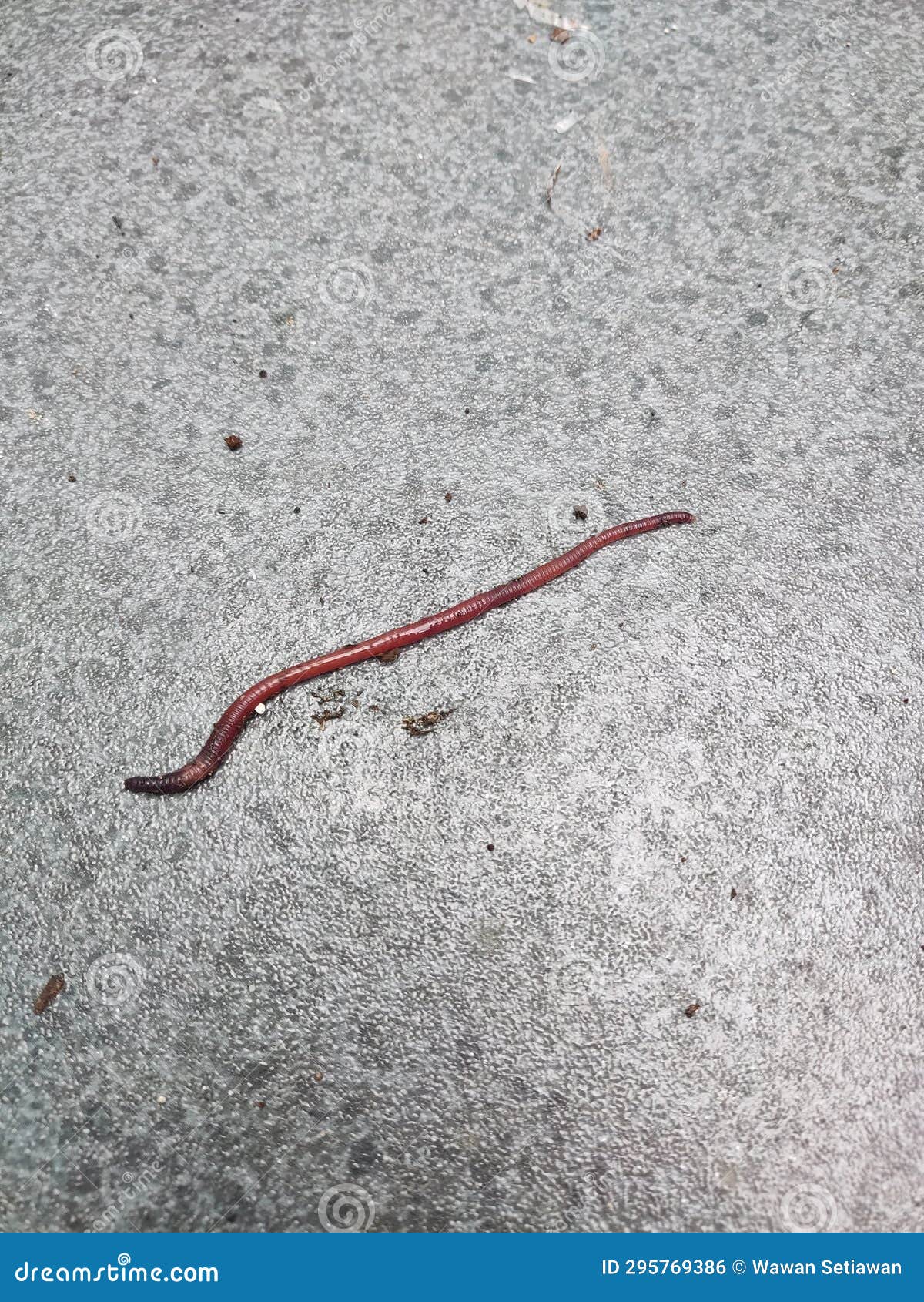 This is a worm stock photo. Image of closeup, colours 295769386