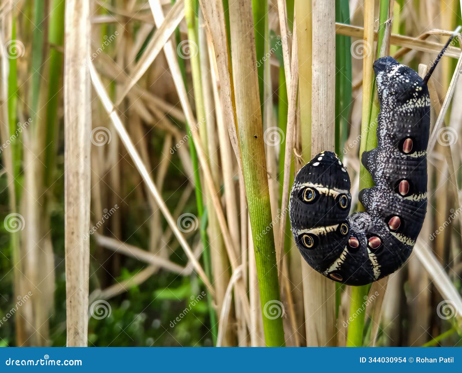 theretra oldenlandiae insect in rice farming