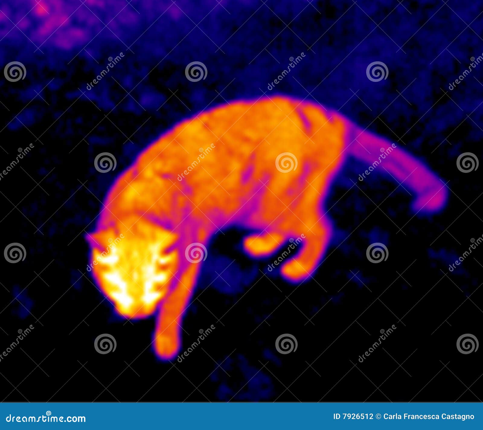 Thermograph cat stock photo. Image of colors, effects 7926512