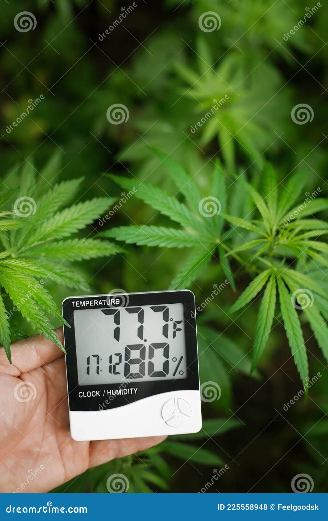 Thermometer and Hygrometer in Hand Shows the Temperature and