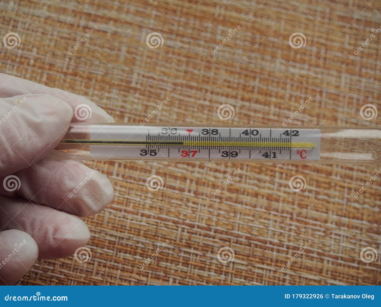 Artificial Body Temperature 36 7 C The Thermometer Shows the Normal Body Temperature. 36.7 Degrees Celsius