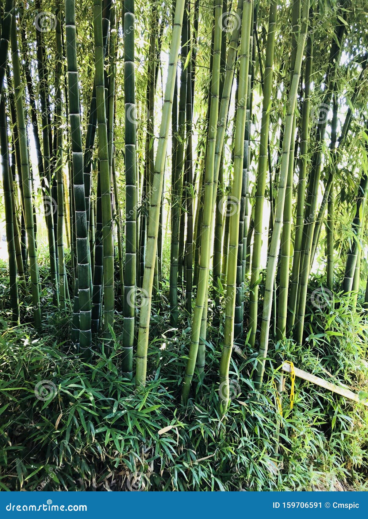 Thick bamboo shoots stock image. Image of bank, dense 159706591