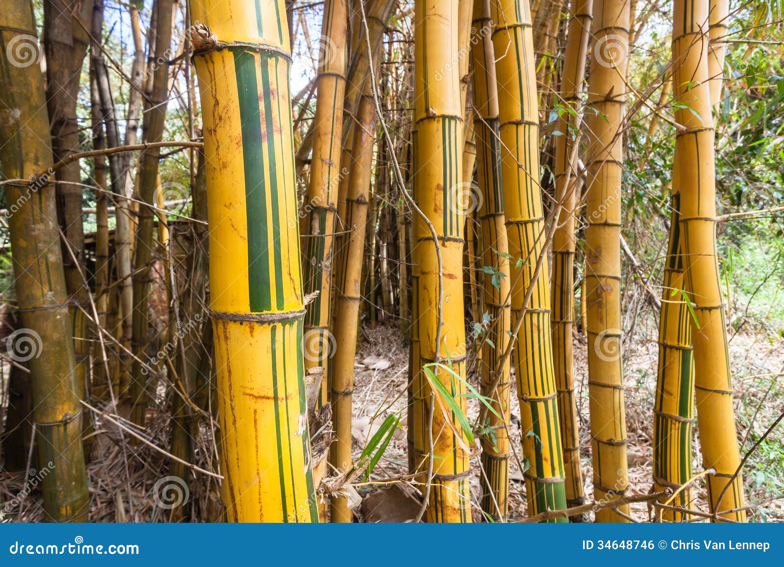 Thick Bamboo Vegetation stock photo. Image of bamboo 34648746