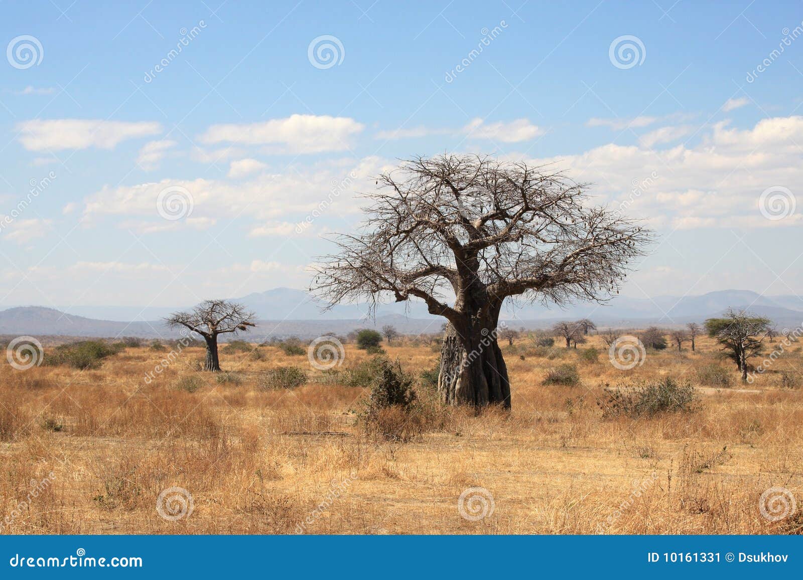 Thick Baobab Trees in African Bush Stock Image Image of bush