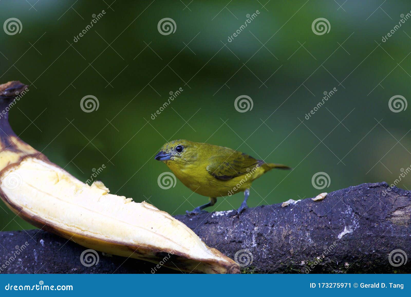 thick-billed euphonia female  843691