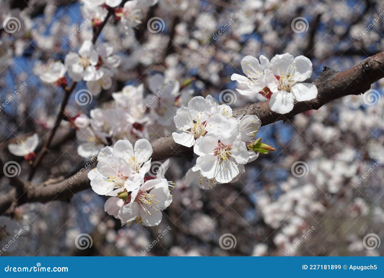 Thick Branch of Apricot with White Flowers in April Stock Image Image