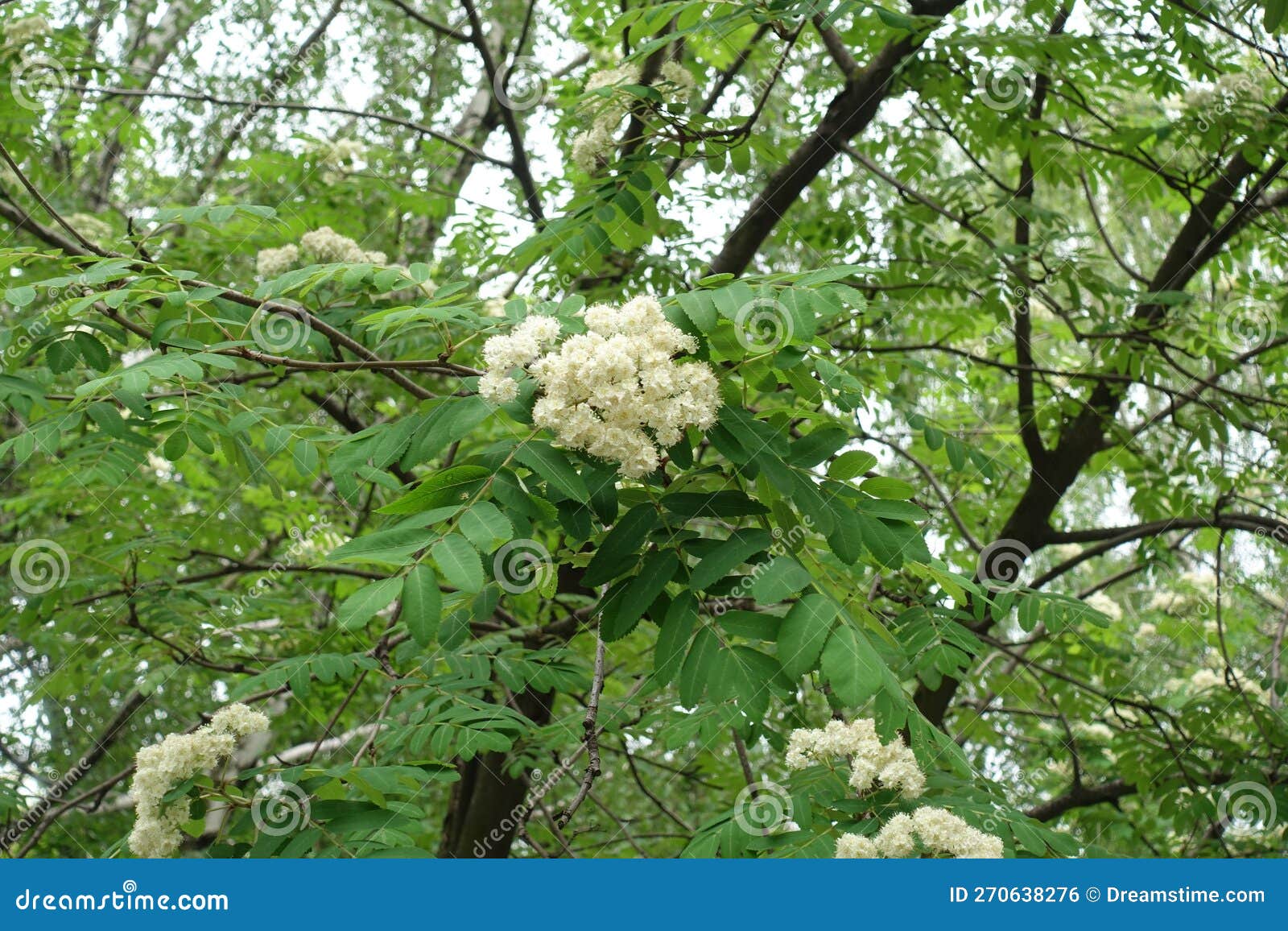 Thick Branches of European Rowan with White Flowers in May Stock Photo