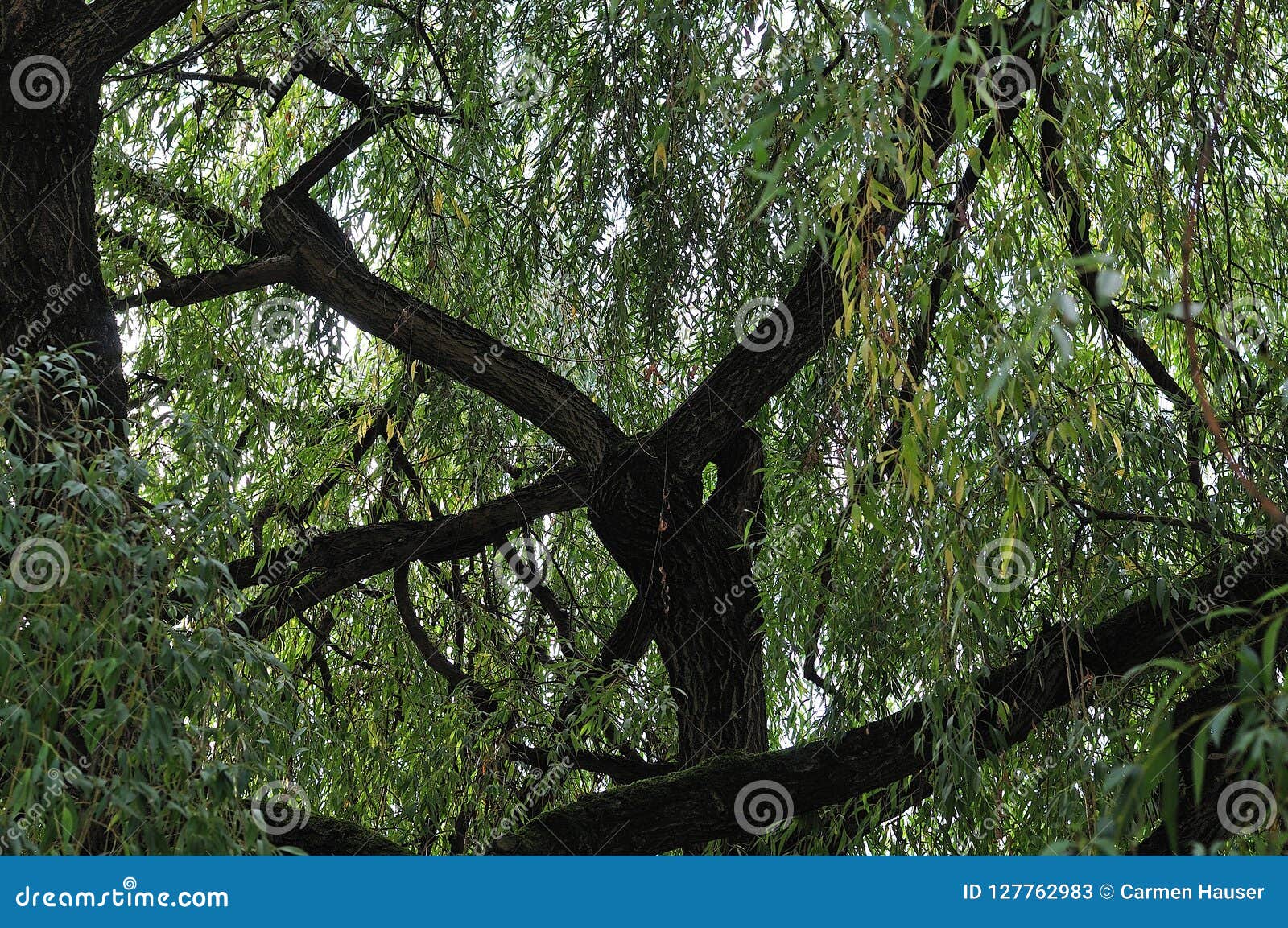 Thick Branches of an Old Weeping Willow Tree Stock Image Image of