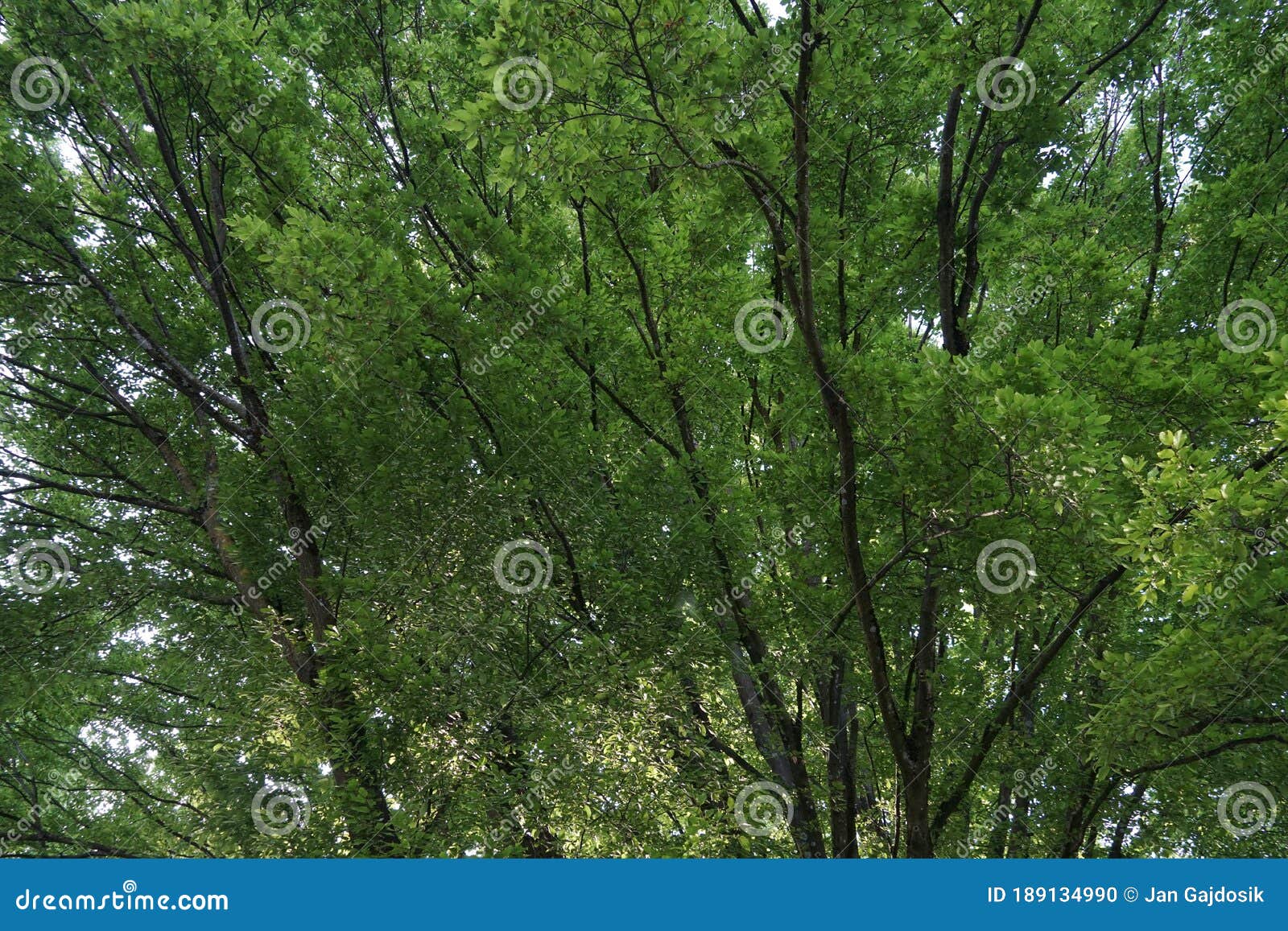 Thick Branches of a Tree Growing Densely and Forming a Tree Crown with