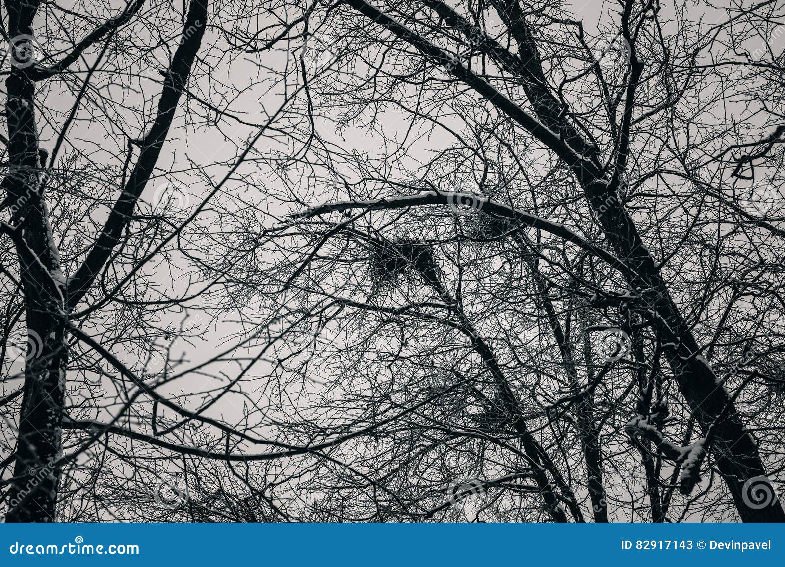 Thick Dark Forest, Black Trees. Background Texture of Tree Trunks Stock