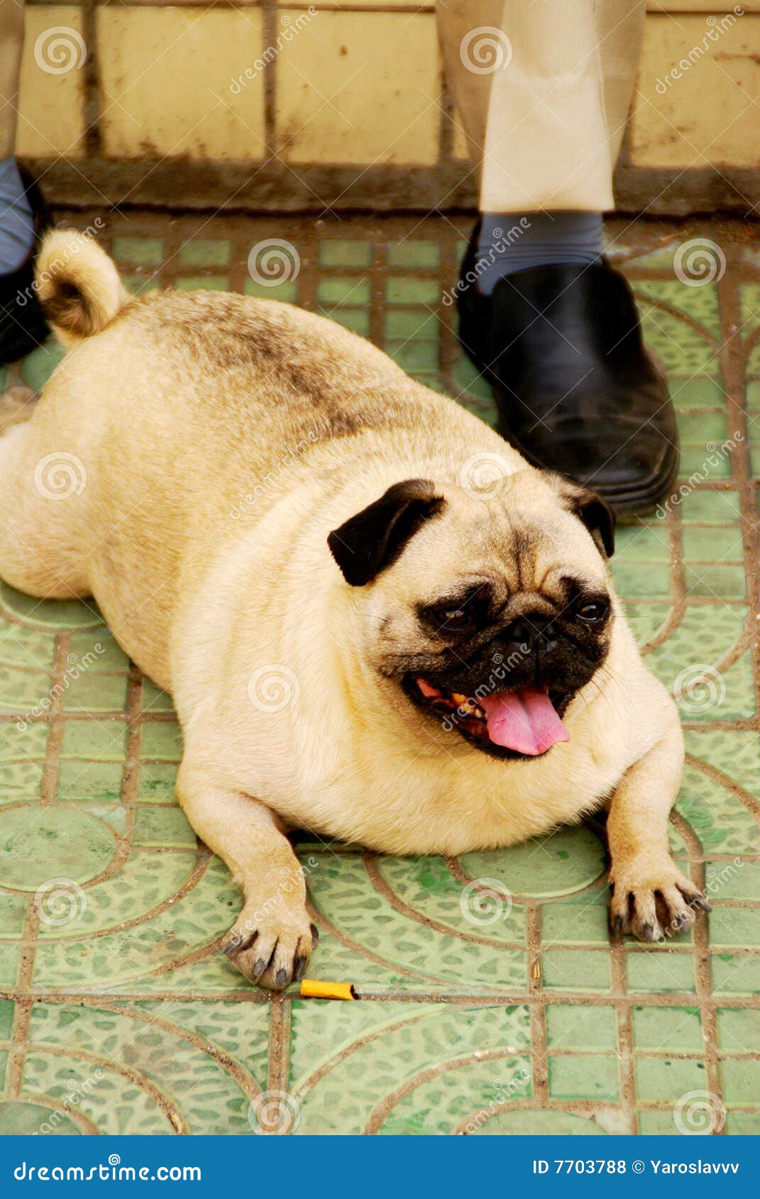Thick Dog (Pekinese). China Stock Photo - Image of thick 