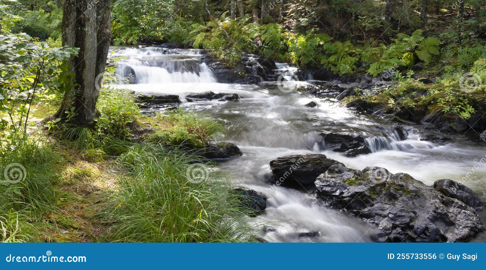 Thick Forest in Maine Surrounding a River Stock Photo Image of
