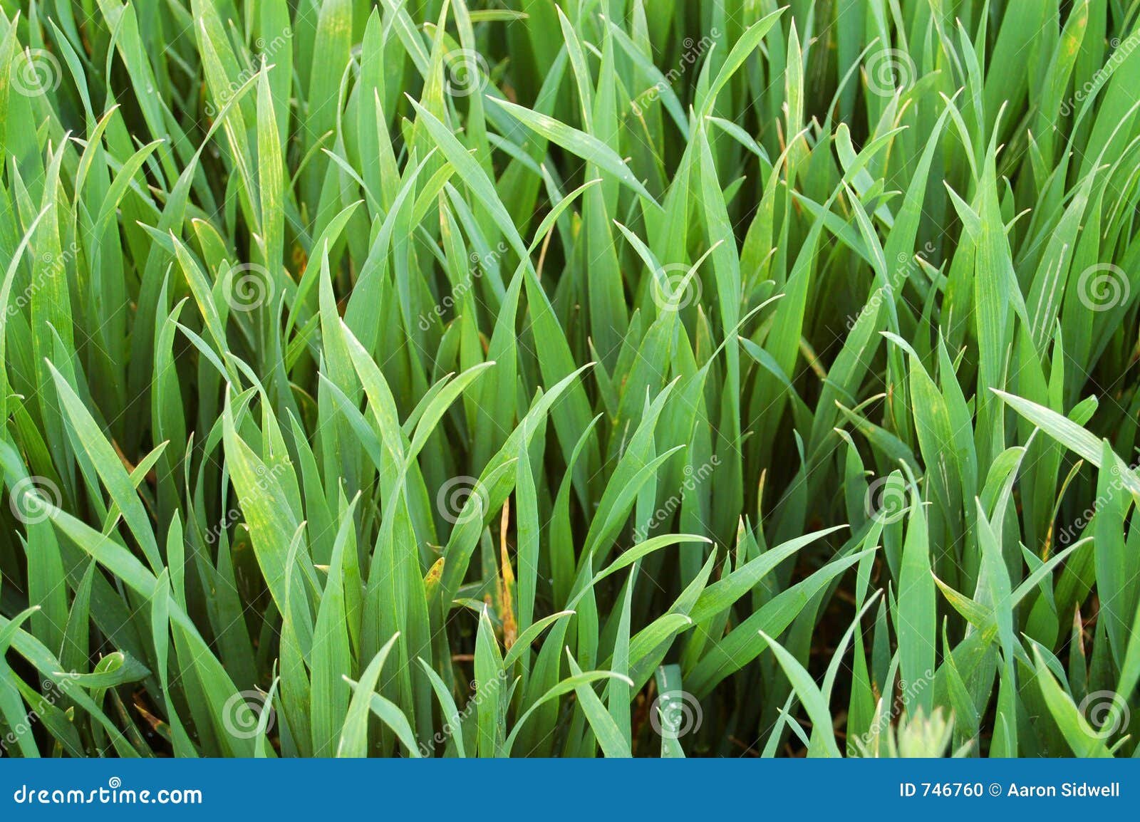Thick green grass stock photo. Image of greengrass, health 746760