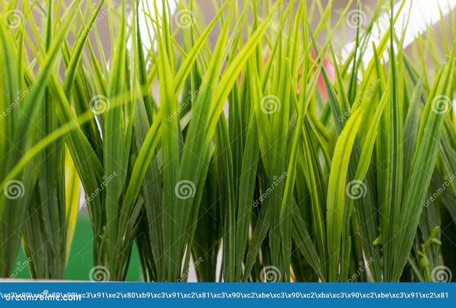 Thick green grass. stock photo. Image of spring, clean 137667808