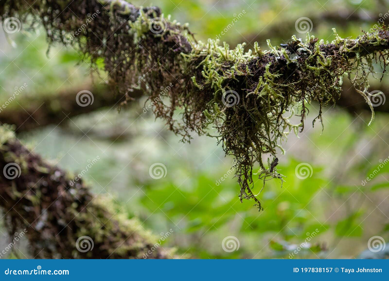 Thick Hanging Moss Growing in the Rain Forest Stock Image Image of