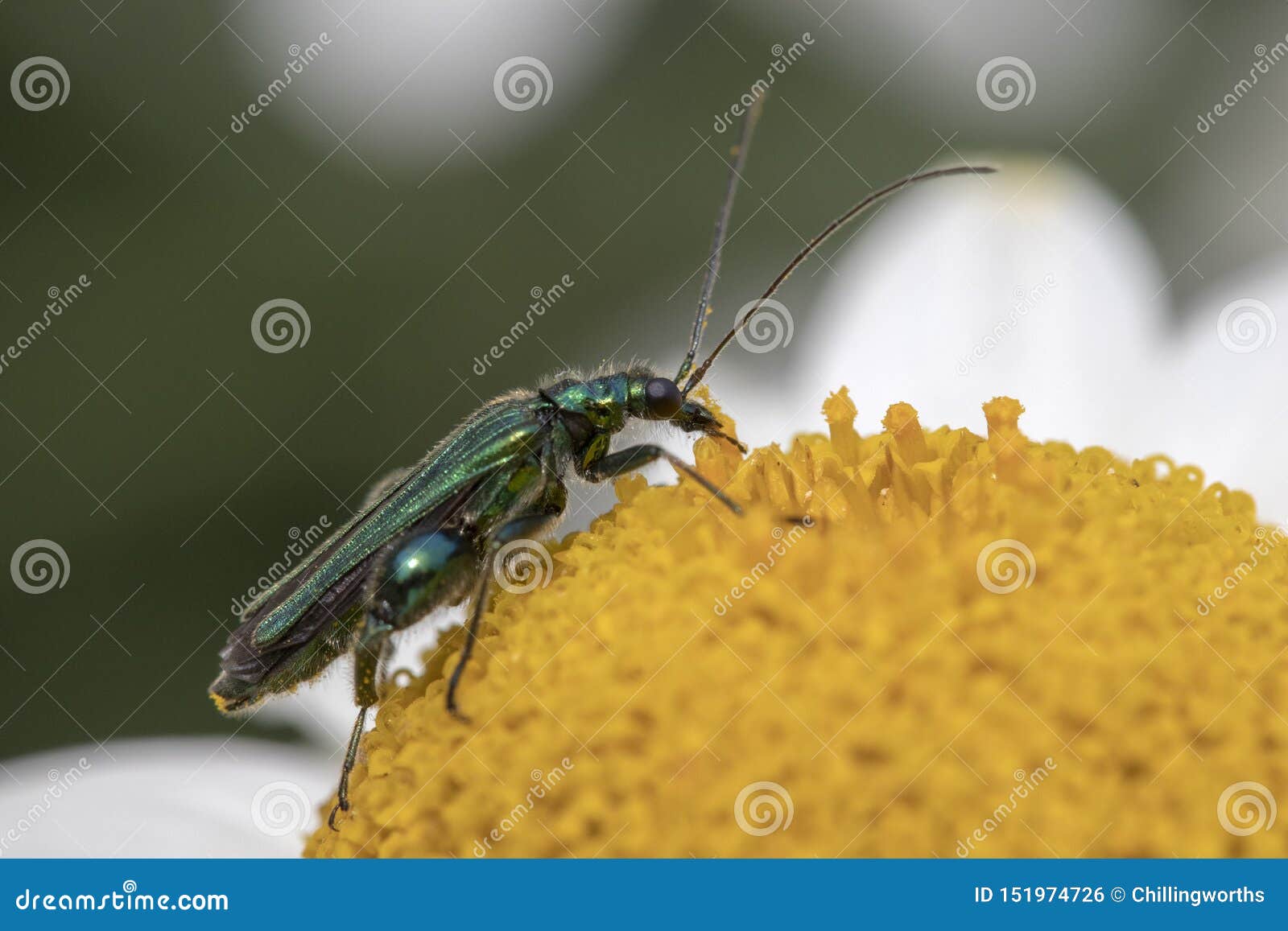 thick-legged flower beetle oedemera nobilis