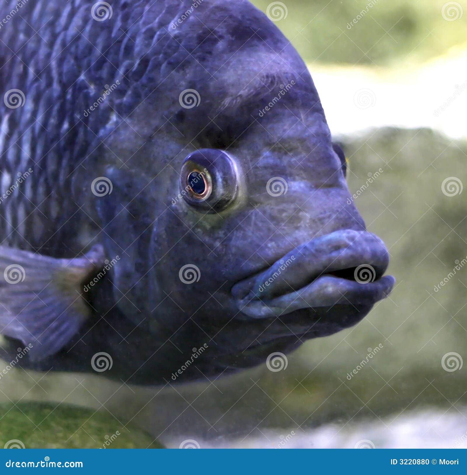 Thick lips stock photo. Image of dive, animal, swimming 3220880