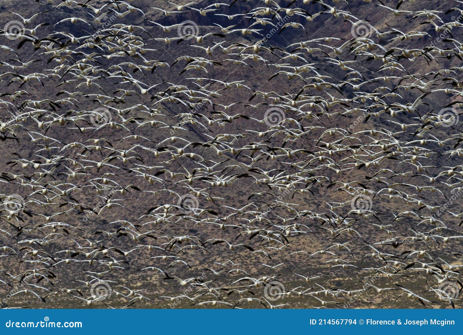 thick mass of snow geese in swirling flight