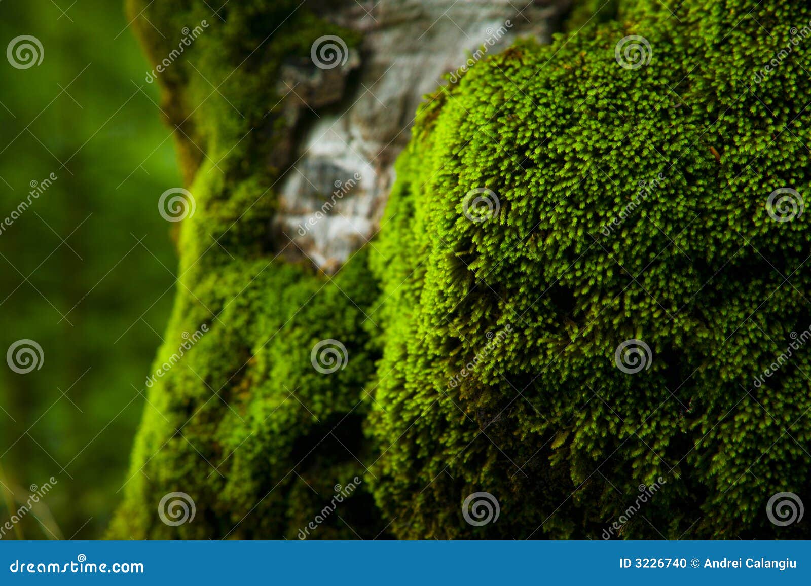 thick moss
