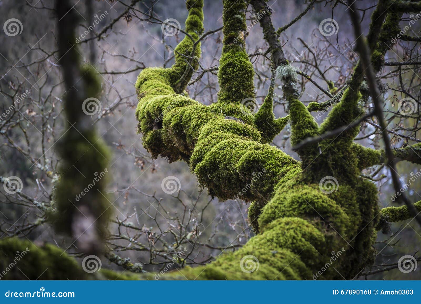 thick moss on tree branch