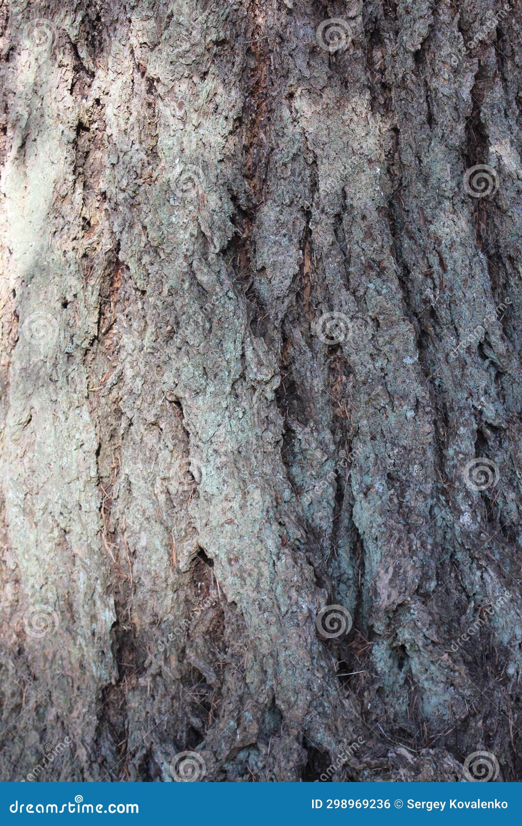 Texture of the Bark of an Old Tree. Macro. Vancouver. Canada. Stock