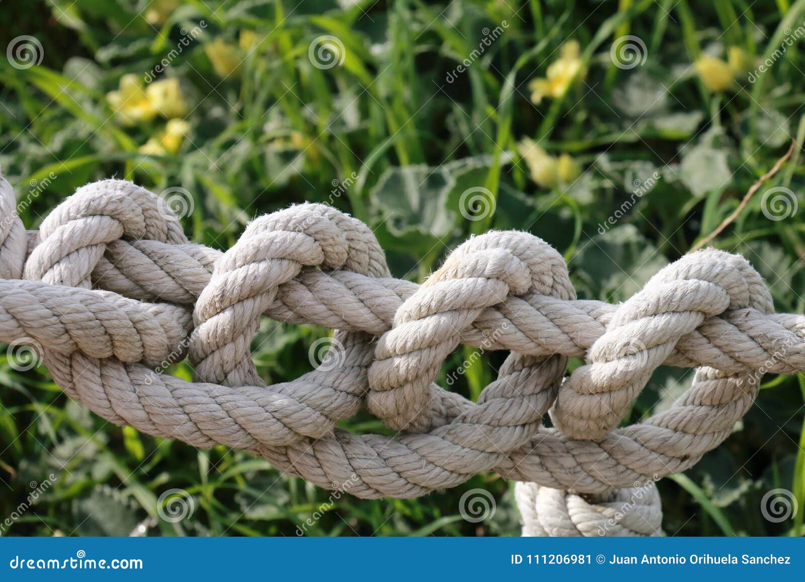 Thick rope with many knots stock image. Image of cape - 111206981