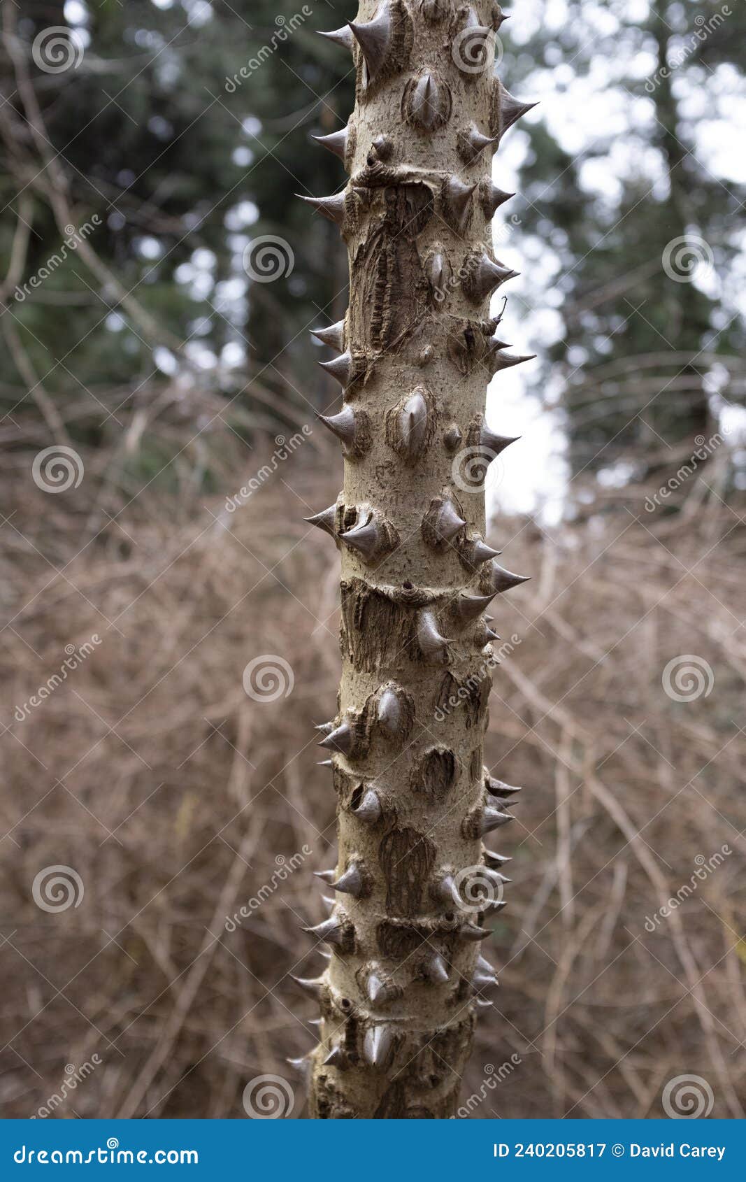 Devil`s walking stick stock image. Image of common, thick 240205817