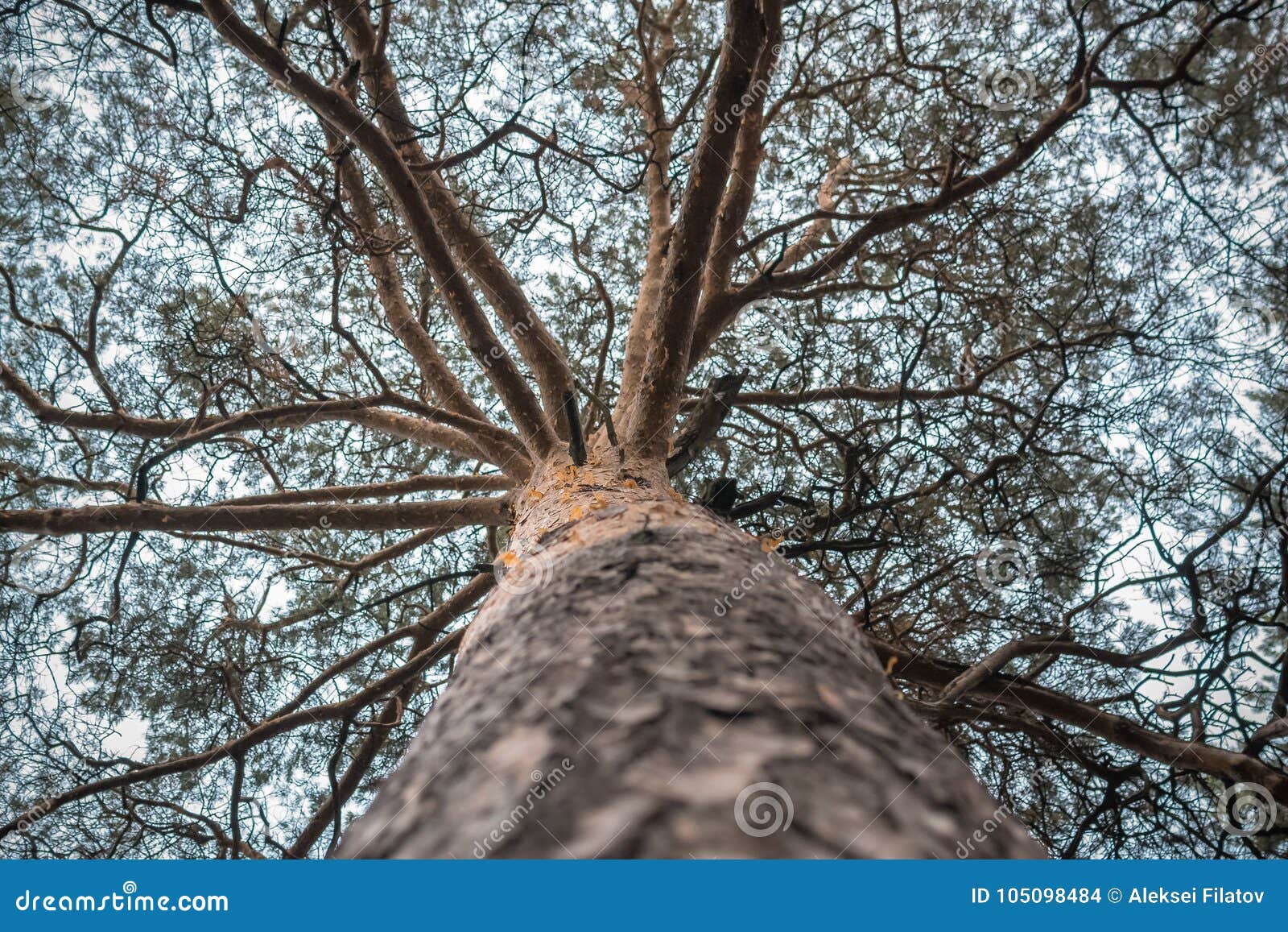 A thick tree trunk stock photo. Image of large, aging 105098484