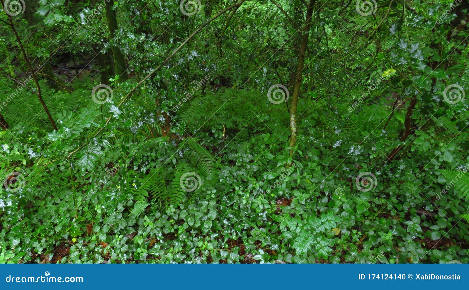 Thick Vegetation On Cliff And Cape At Fjord Shore, Milford Sound, New