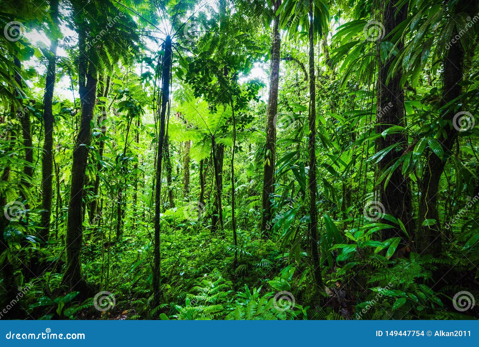 thick vegetation in guadeloupe jungle