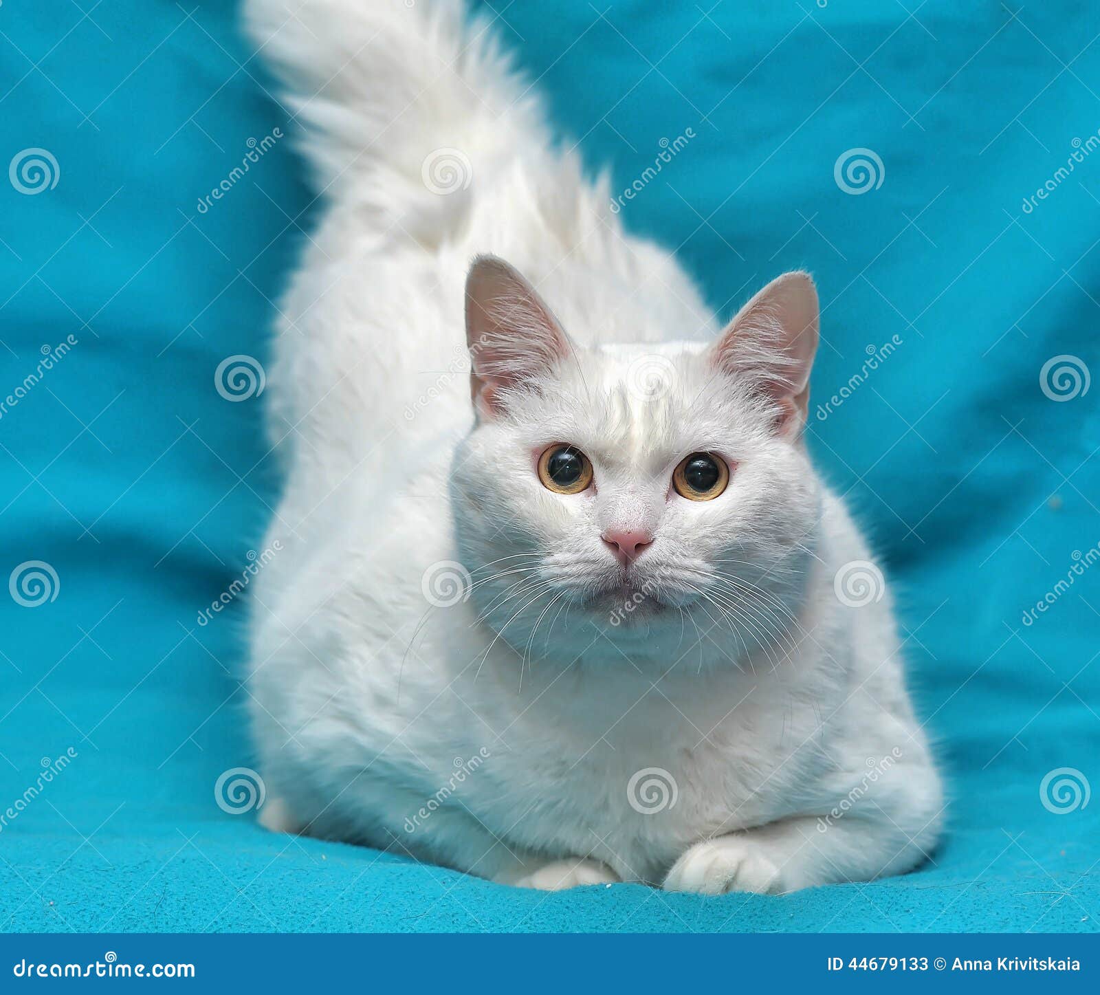 Thick white cat stock image. Image of obesity, cute, lovely 44679133