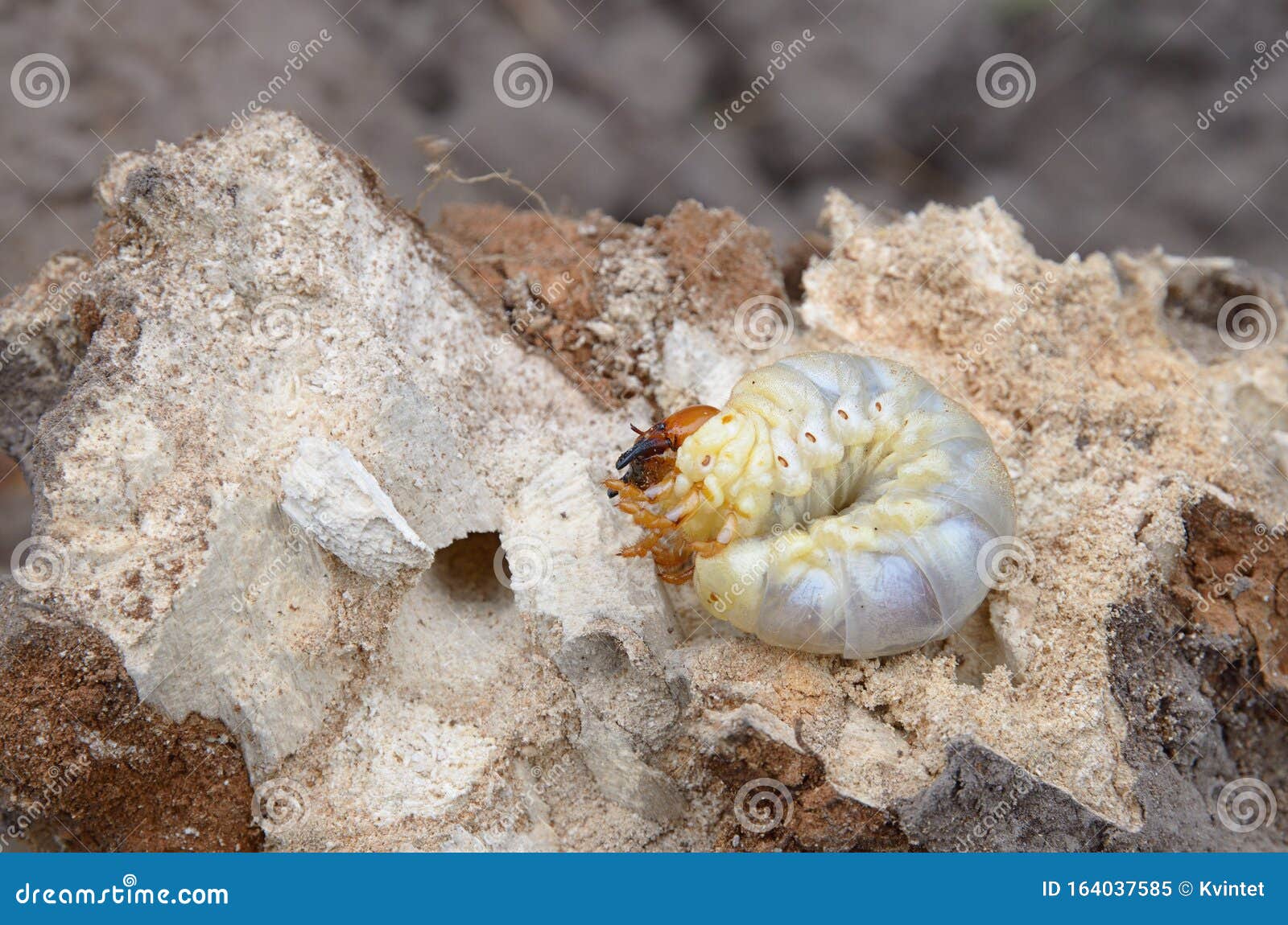 Thick White Worm with Short Legs. Stock Image - Image of larva