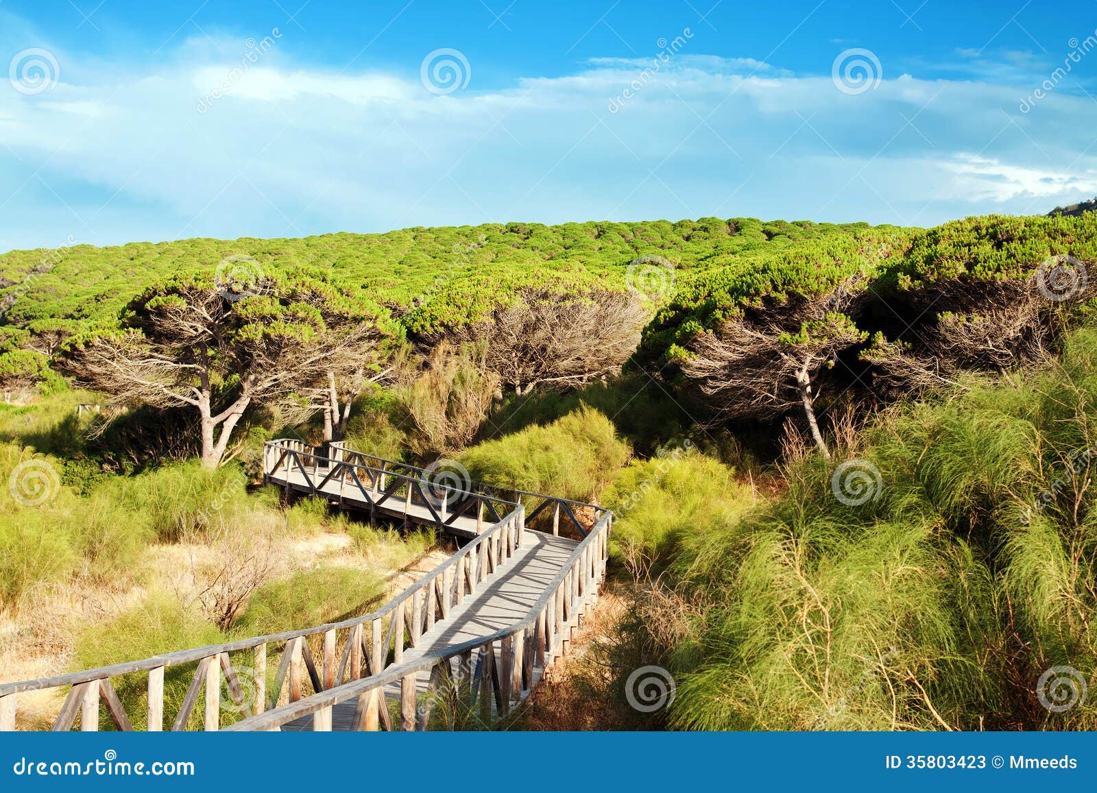 thickets of pines near beach, bologna, province cadiz, andalucia, spain
