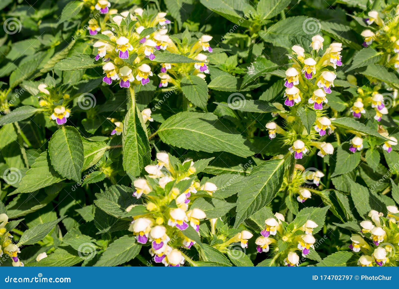 thickets of plants large-flowered hemp-nettle
