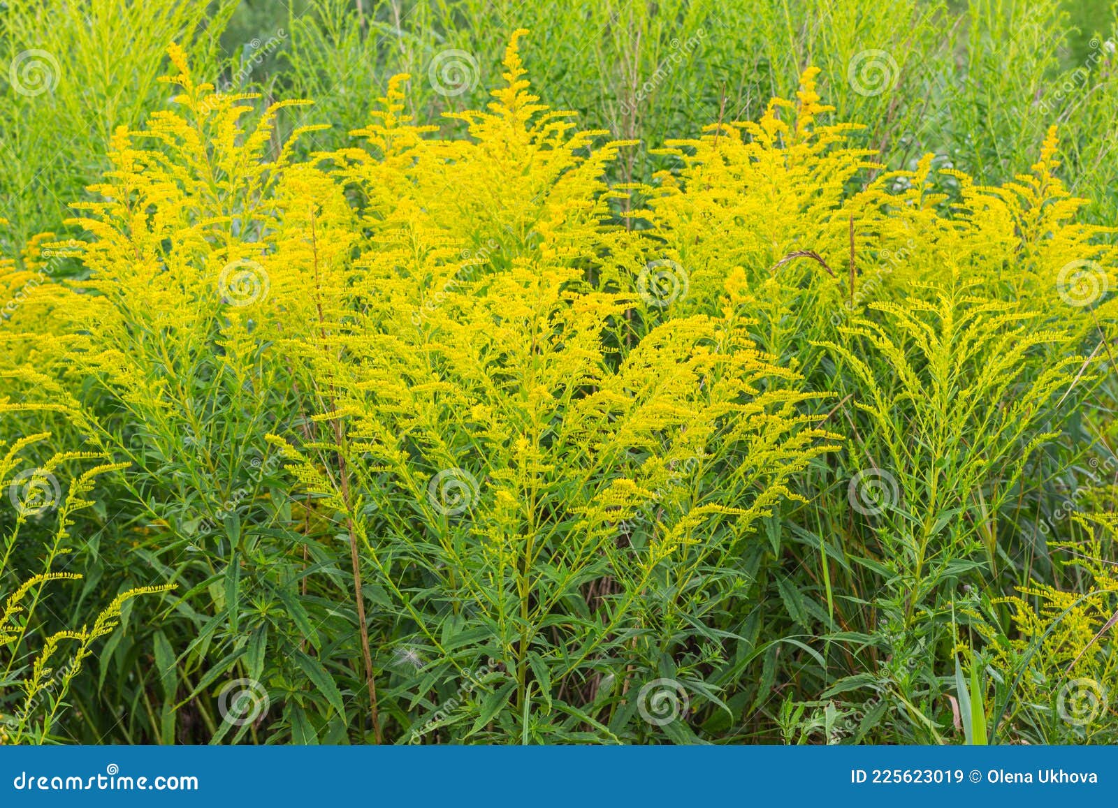 Thickets of yellow ragweed stock image. Image of ragweed 225623019