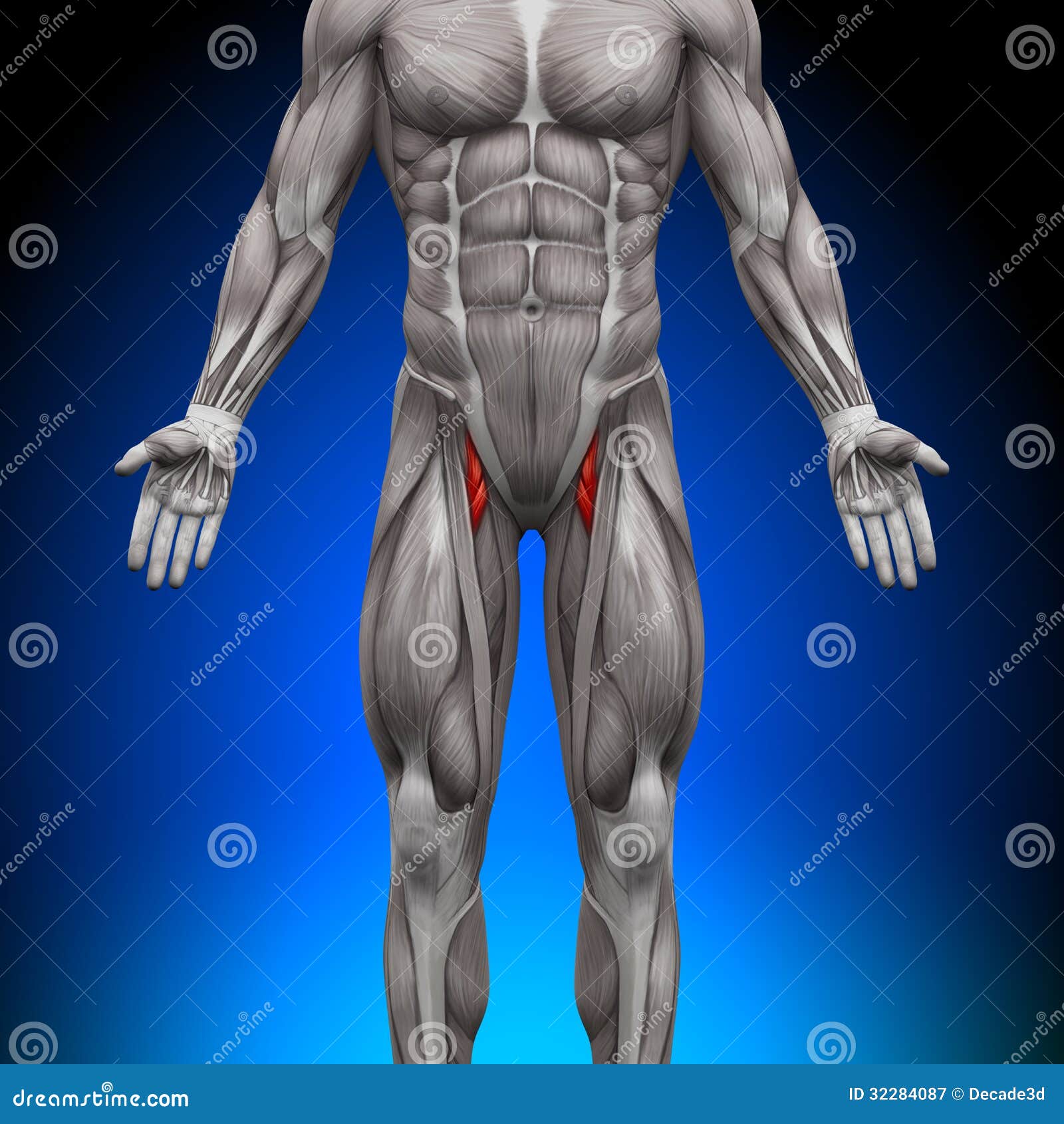 Thighs - Anatomy Muscles Royalty Free Stock Photography - Image: 32284087