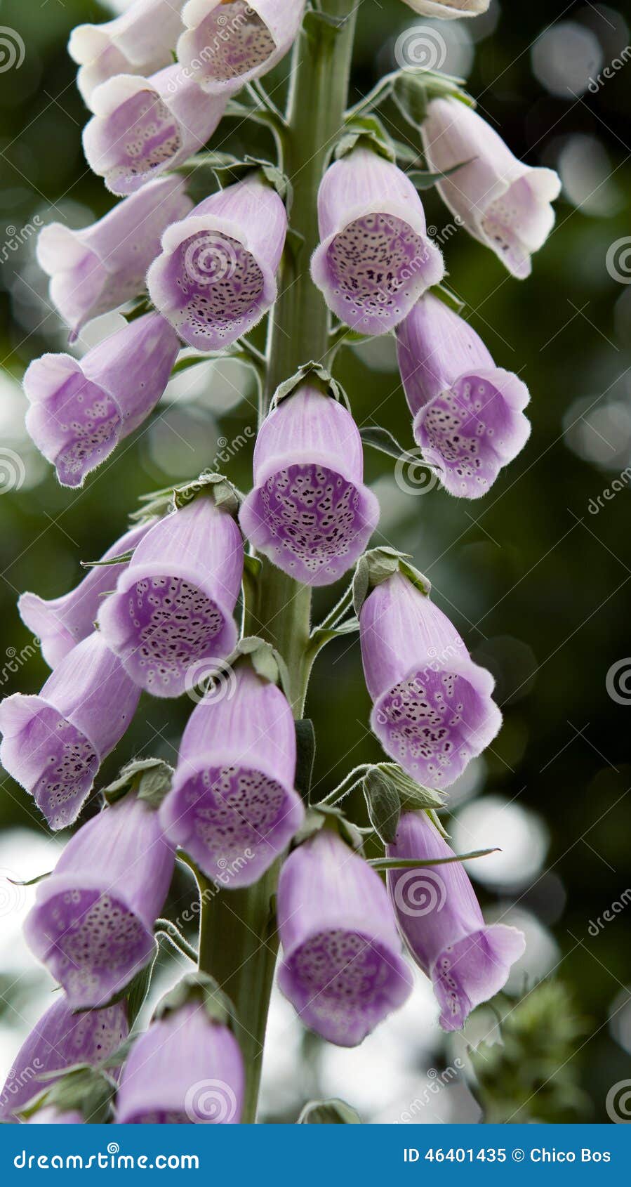 Thimble Plant stock image. Image of thimble, bloom, plant 46401435